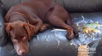 成人狗还乱咬东西吗视频,原因与解决策略