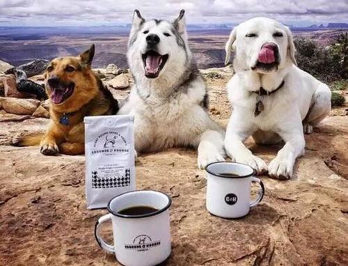 成人狗还乱咬东西吗视频,原因与解决策略