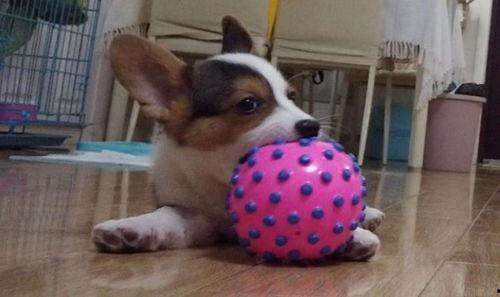 成人狗还乱咬东西吗视频,原因与解决策略