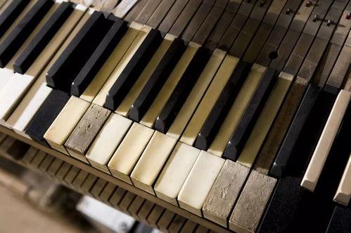 成人小钢琴视频,跟随小钢琴视频轻松入门