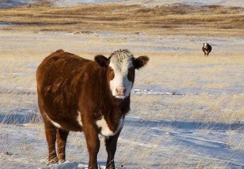 养牛变成人的视频,跨越物种的奇幻之旅