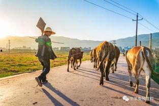 养牛变成人的视频,跨越物种的奇幻之旅
