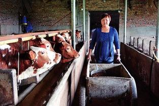 养牛变成人的视频,跨越物种的奇幻之旅