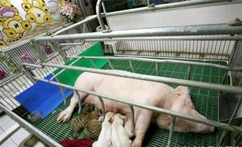 猪可变成人吗视频,探索生物变异的奇幻之旅